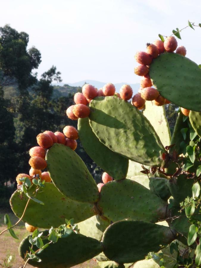 A Camera Di A Vigna Casta ภายนอก รูปภาพ